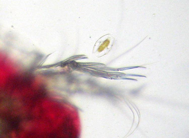 Peltidium purpureum, copepode marino